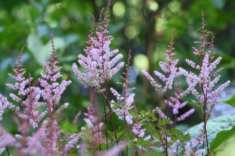 Astilbes: Nature's Answer to Drought-Resistant Landscaping! - Shrubhub