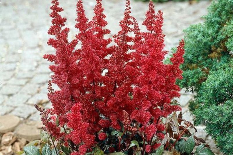 Astilbes: Nature's Answer to Drought-Resistant Landscaping! - Shrubhub