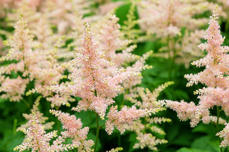 Astilbes: Nature's Answer to Drought-Resistant Landscaping! - Shrubhub