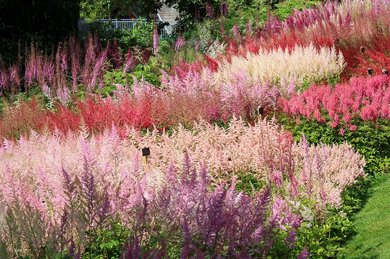 Astilbes: Nature's Answer to Drought-Resistant Landscaping! - Shrubhub