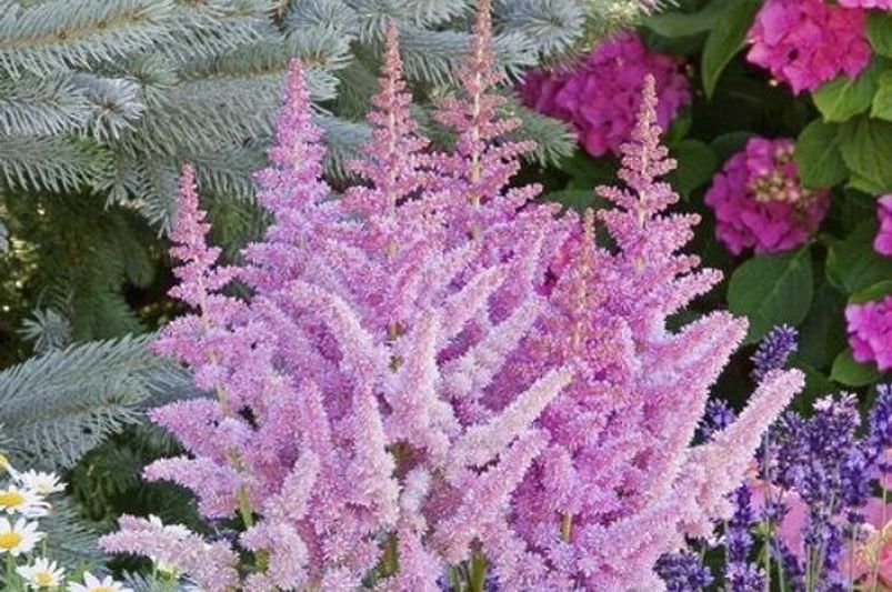 Astilbes: Nature's Answer to Drought-Resistant Landscaping! - Shrubhub