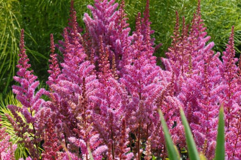 Astilbes: Nature's Answer to Drought-Resistant Landscaping! - Shrubhub