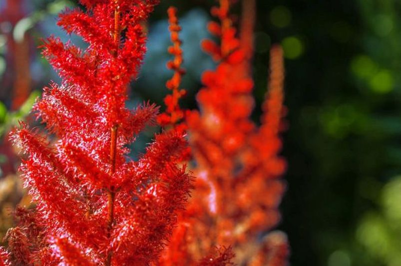 Astilbes: Nature's Answer to Drought-Resistant Landscaping! - Shrubhub