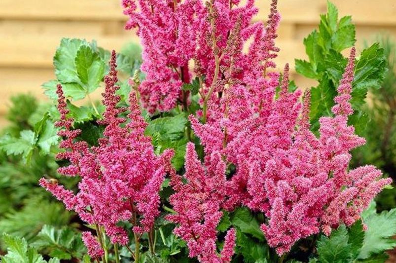 Astilbes: Nature's Answer to Drought-Resistant Landscaping! - Shrubhub