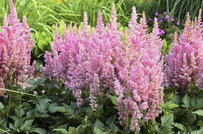 Astilbes: Nature's Answer to Drought-Resistant Landscaping! - Shrubhub