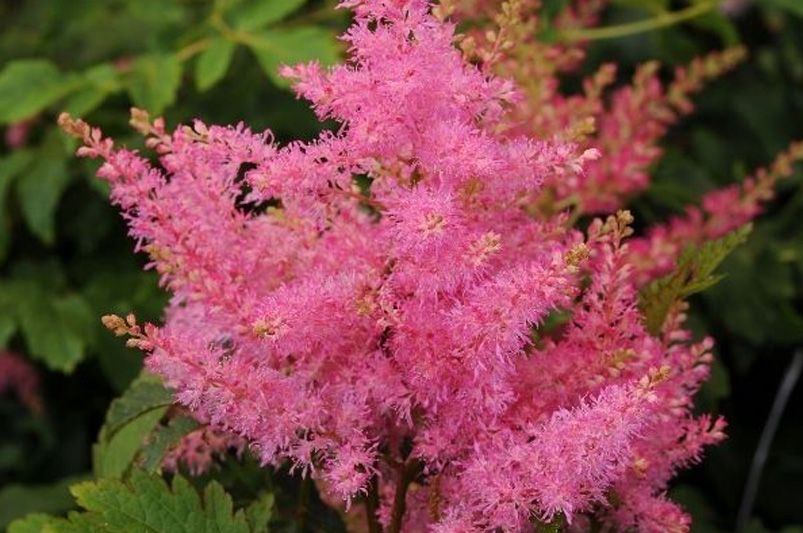 Astilbes: Nature's Answer to Drought-Resistant Landscaping! - Shrubhub