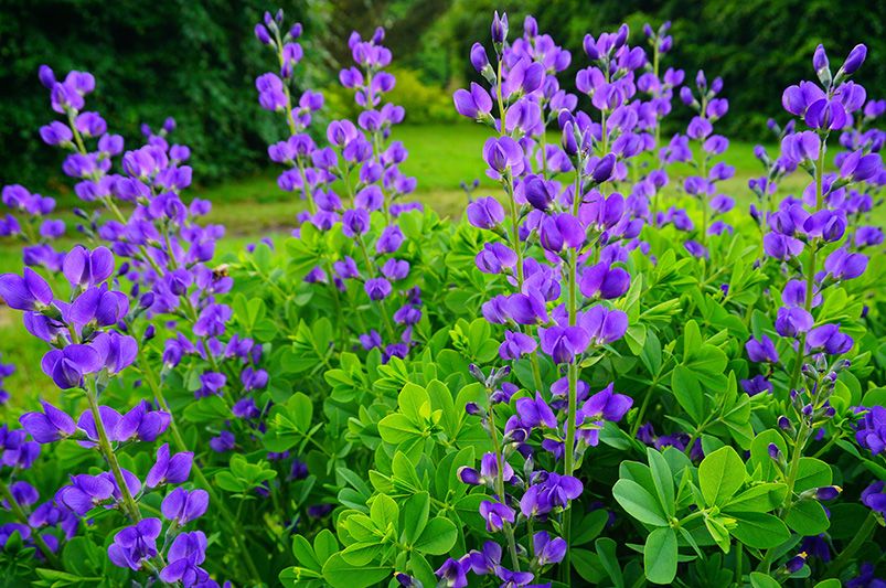 Discover the Beauty and Resilience of False Indigo - Shrubhub