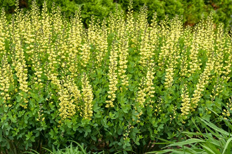 Discover the Beauty and Resilience of False Indigo - Shrubhub