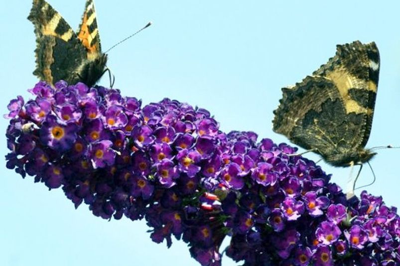 Unlock Your Garden's Full Potential With A Butterfly Bush - Shrubhub