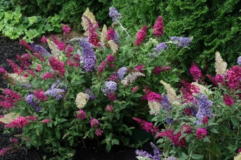 Unlock Your Garden's Full Potential With A Butterfly Bush - Shrubhub