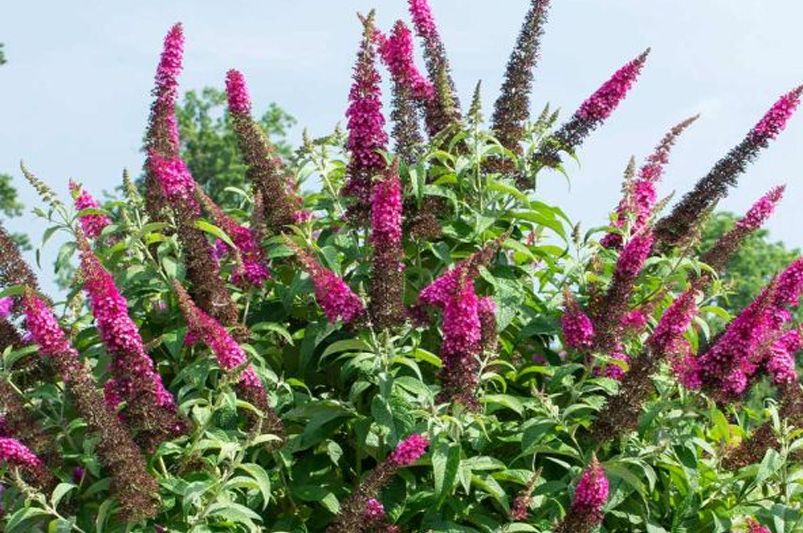 Unlock Your Garden's Full Potential With A Butterfly Bush - Shrubhub