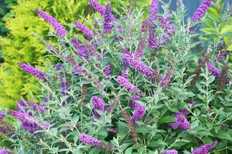 Unlock Your Garden's Full Potential With A Butterfly Bush - Shrubhub