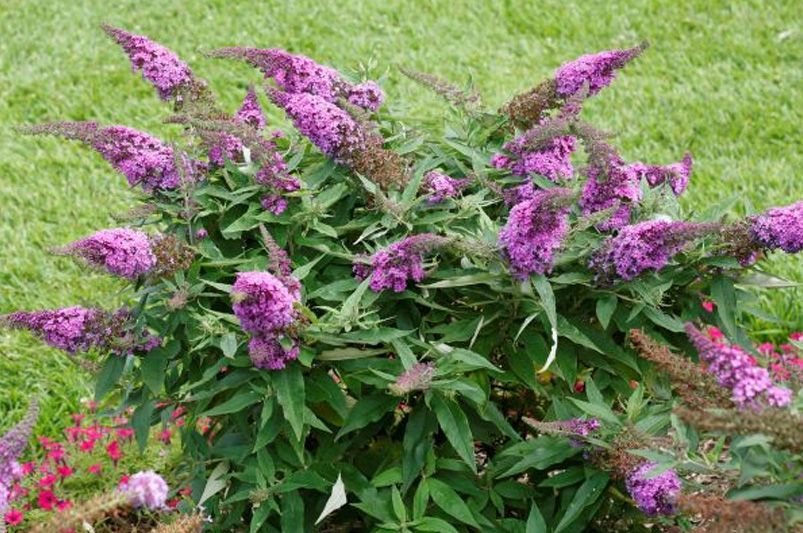 Unlock Your Garden's Full Potential With A Butterfly Bush - Shrubhub