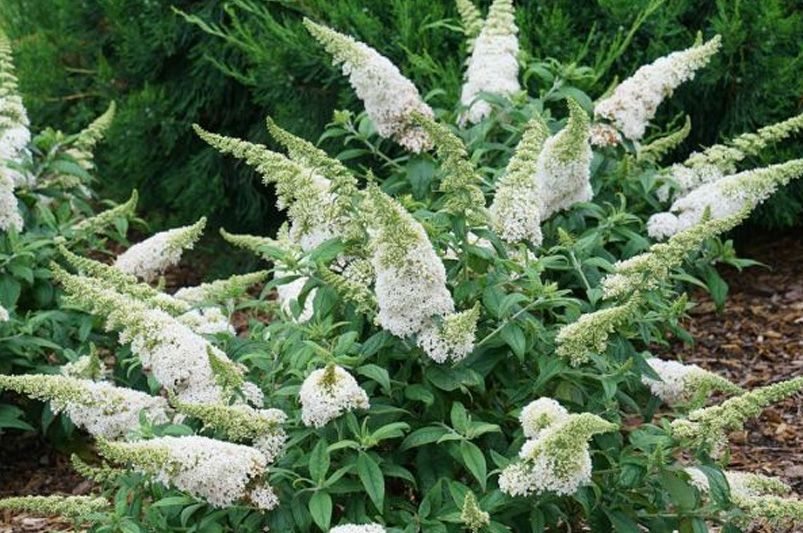 Unlock Your Garden's Full Potential With A Butterfly Bush - Shrubhub