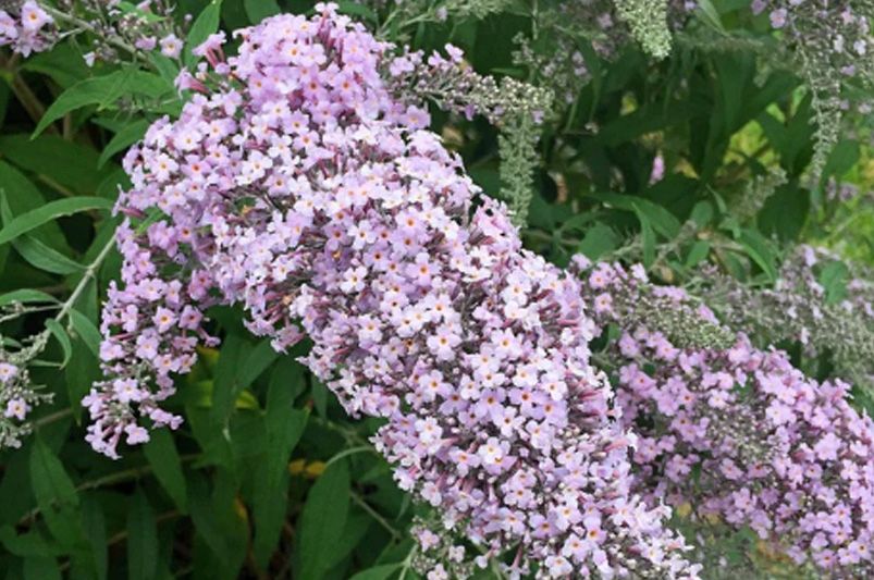 Unlock Your Garden's Full Potential With A Butterfly Bush - Shrubhub