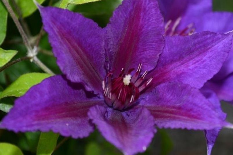 Clematis Unveiled: Expert Advice for Stunning Vines - Shrubhub