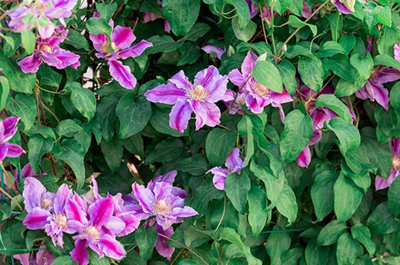 Clematis Unveiled: Expert Advice for Stunning Vines - Shrubhub