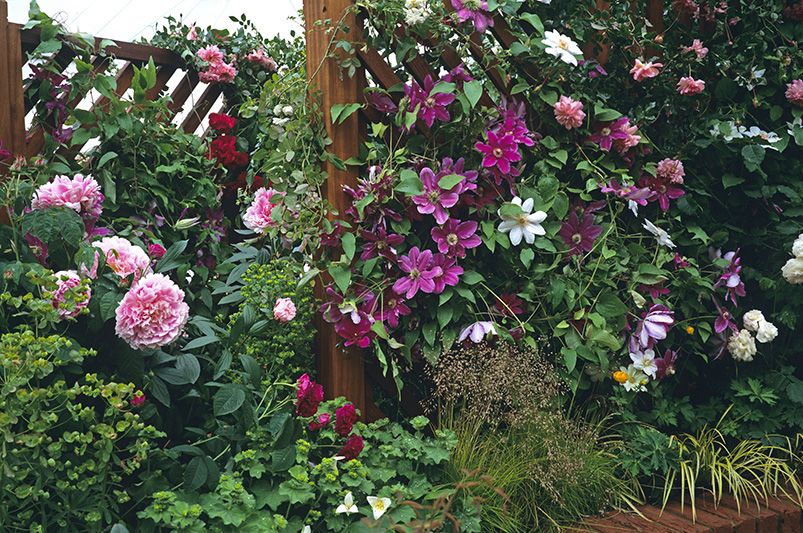 Clematis Unveiled: Expert Advice for Stunning Vines - Shrubhub