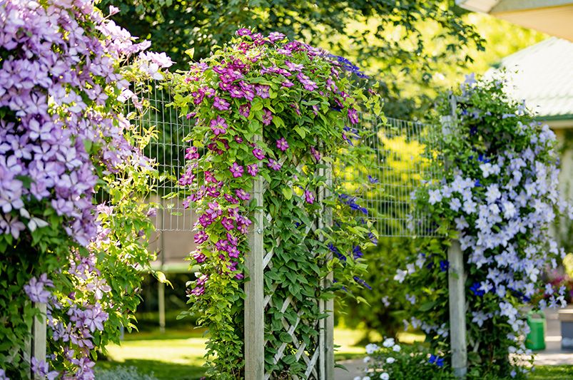 Clematis Unveiled: Expert Advice for Stunning Vines - Shrubhub