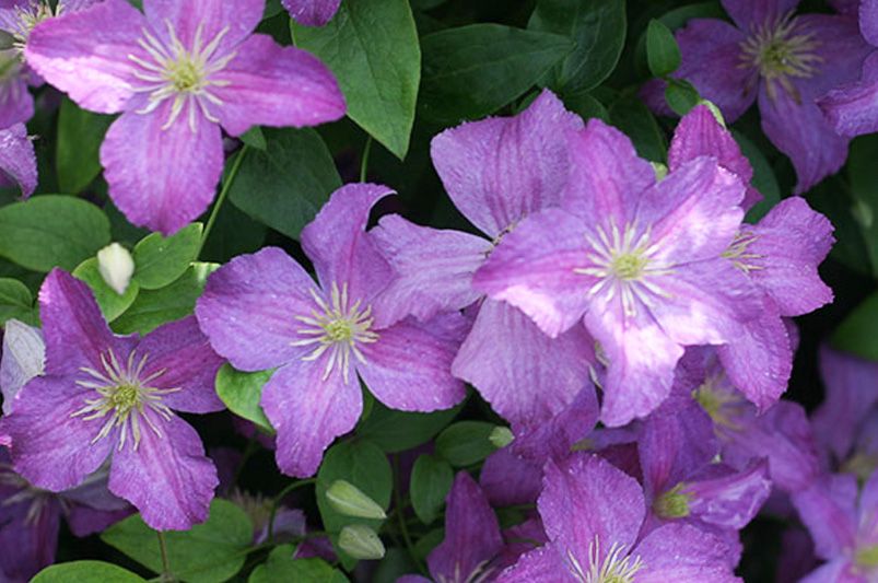 Clematis Unveiled: Expert Advice for Stunning Vines - Shrubhub