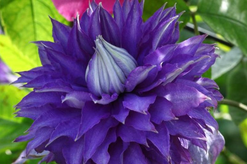 Clematis Unveiled: Expert Advice for Stunning Vines - Shrubhub