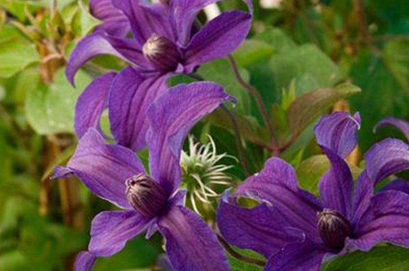 Clematis Unveiled: Expert Advice for Stunning Vines - Shrubhub