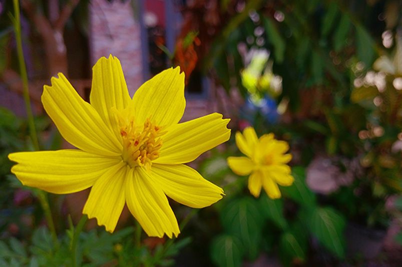 Discover the Beauty of Coreopsis - Shrubhub