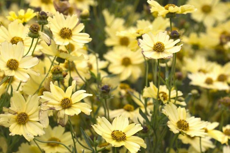 Discover the Beauty of Coreopsis - Shrubhub