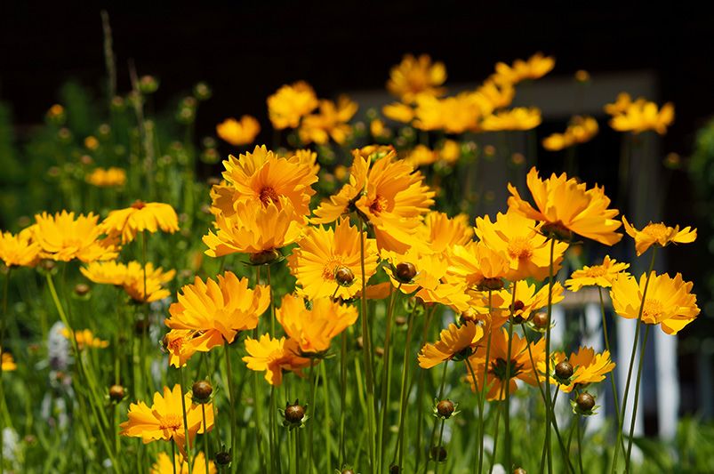 Discover the Beauty of Coreopsis - Shrubhub