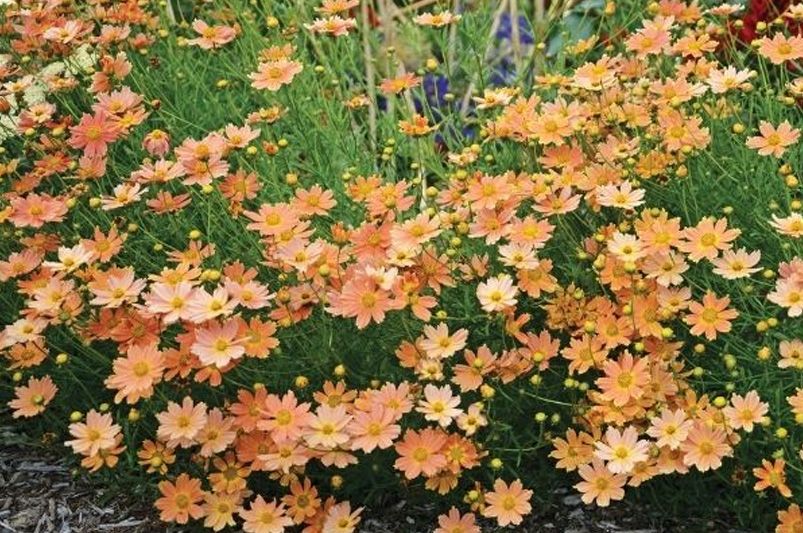 Discover the Beauty of Coreopsis - Shrubhub