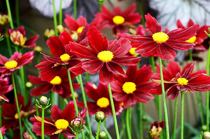 Discover the Beauty of Coreopsis - Shrubhub