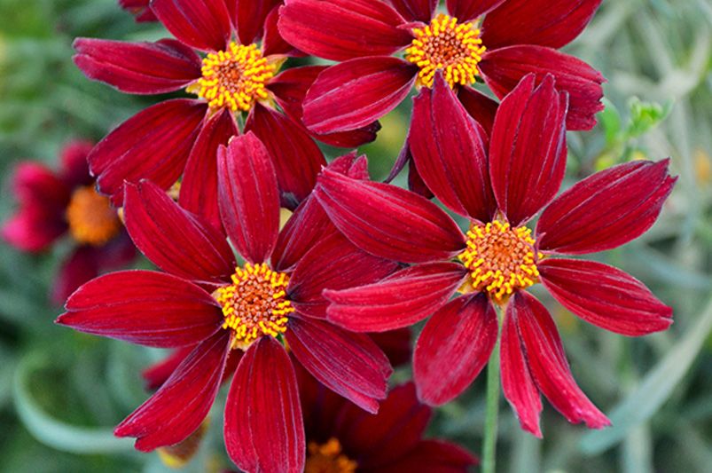 Discover the Beauty of Coreopsis - Shrubhub