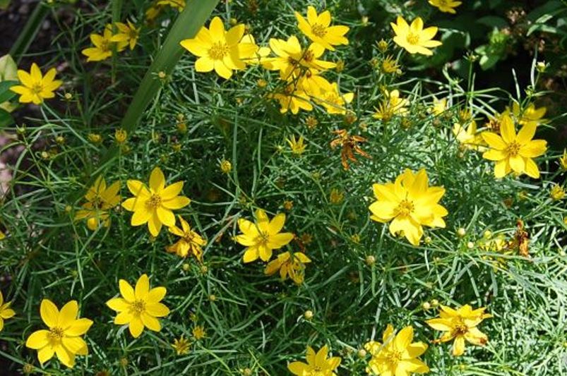 Discover the Beauty of Coreopsis - Shrubhub