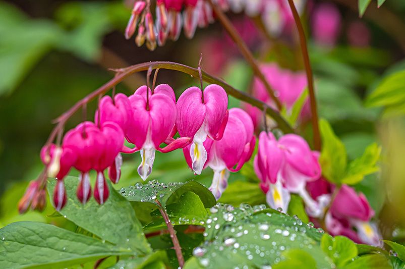 Add a Touch of Romance to Your Garden With Bleeding Hearts  - Shrubhub