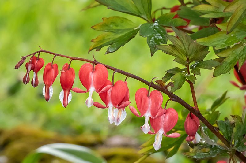 Add a Touch of Romance to Your Garden With Bleeding Hearts  - Shrubhub