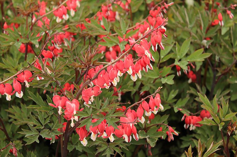 Add a Touch of Romance to Your Garden With Bleeding Hearts  - Shrubhub