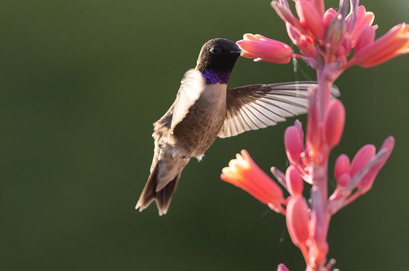 Discover the Best Top Houston Native Plants for Your Yard - Shrubhub