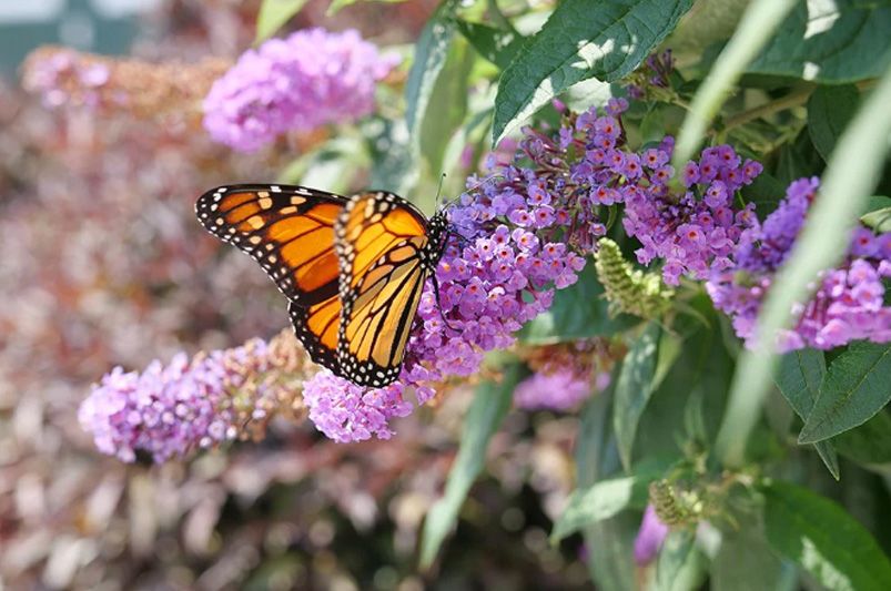 Discover the Best Top Houston Native Plants for Your Yard - Shrubhub