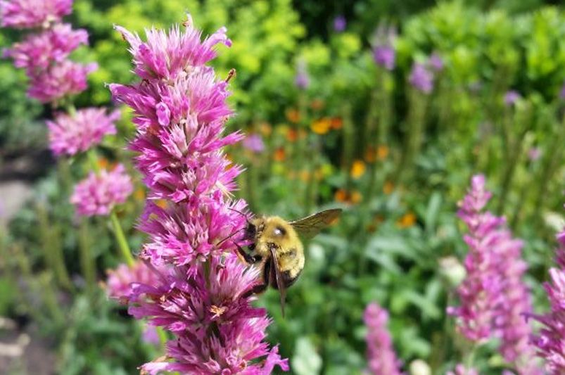 Must-Have Tampa Native Plants for Your Landscape - Shrubhub