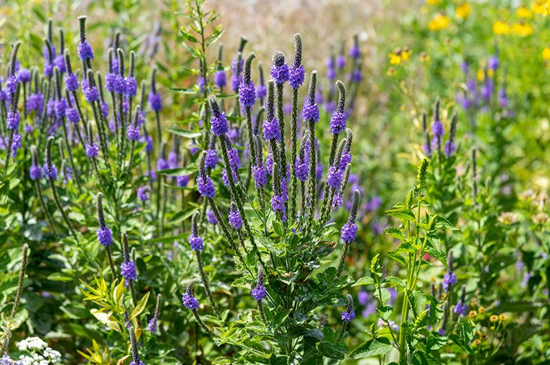 Must-Have Tampa Native Plants for Your Landscape - Shrubhub