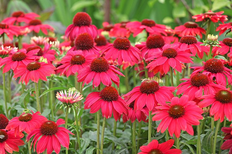 Best Plants for Nashville Yard: Top 10 Must-Haves - Shrubhub