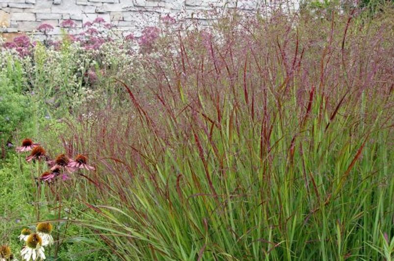 Best Plants for Nashville Yard: Top 10 Must-Haves - Shrubhub