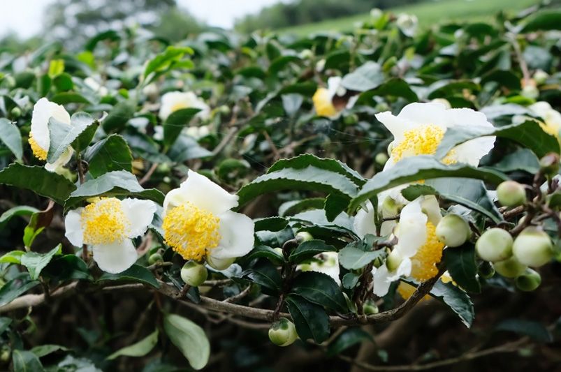 From Early Bloomers to Winter Wonders: Choosing the Perfect Camellia for Every Season - Shrubhub