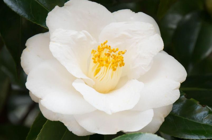 From Early Bloomers to Winter Wonders: Choosing the Perfect Camellia for Every Season - Shrubhub