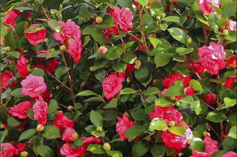 From Early Bloomers to Winter Wonders: Choosing the Perfect Camellia for Every Season - Shrubhub