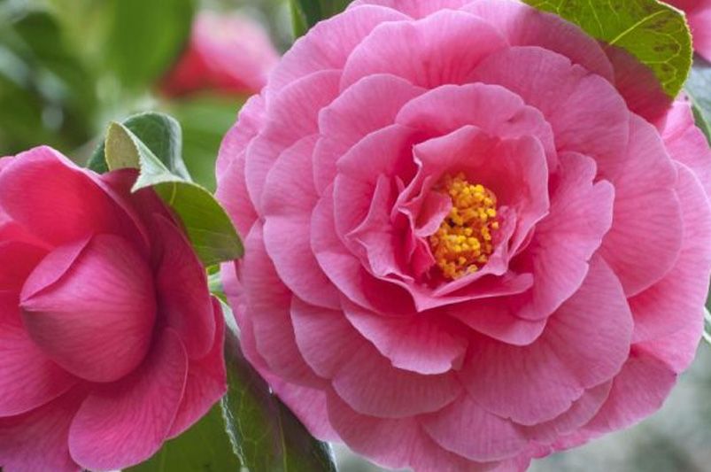 From Early Bloomers to Winter Wonders: Choosing the Perfect Camellia for Every Season - Shrubhub