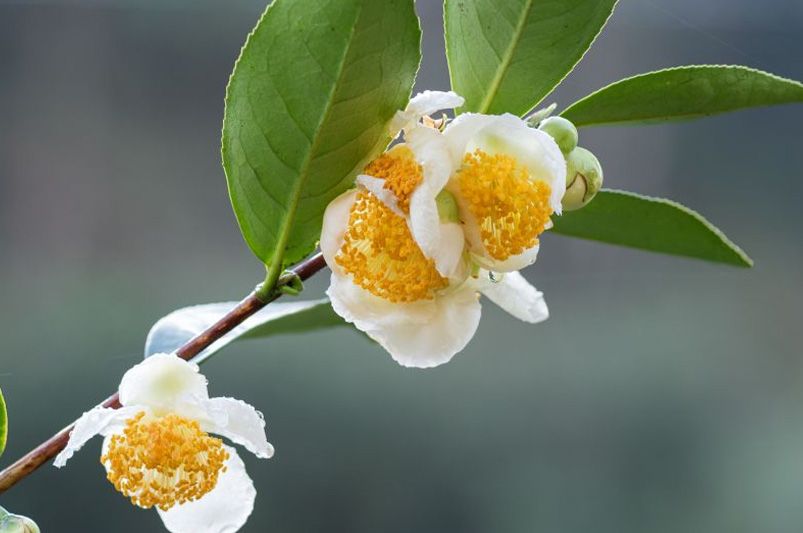 From Early Bloomers to Winter Wonders: Choosing the Perfect Camellia for Every Season - Shrubhub