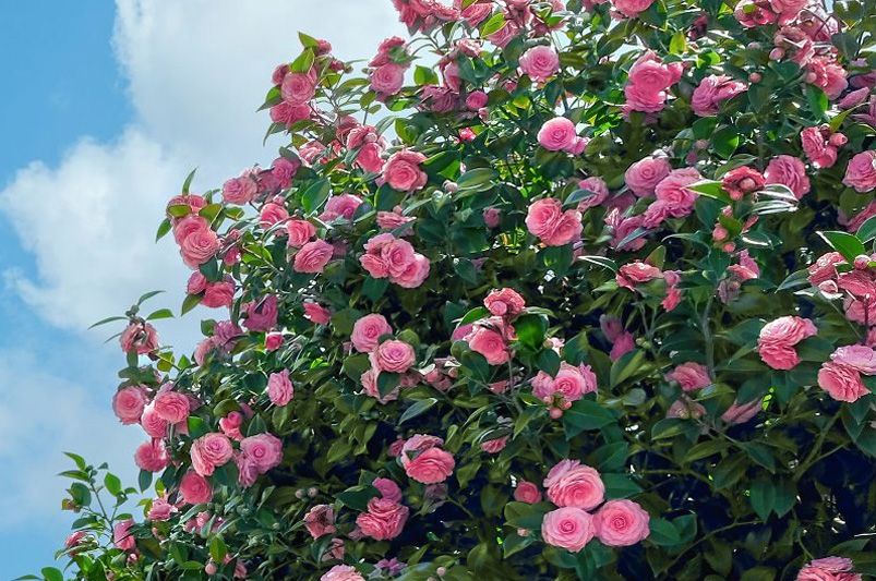 From Early Bloomers to Winter Wonders: Choosing the Perfect Camellia for Every Season - Shrubhub