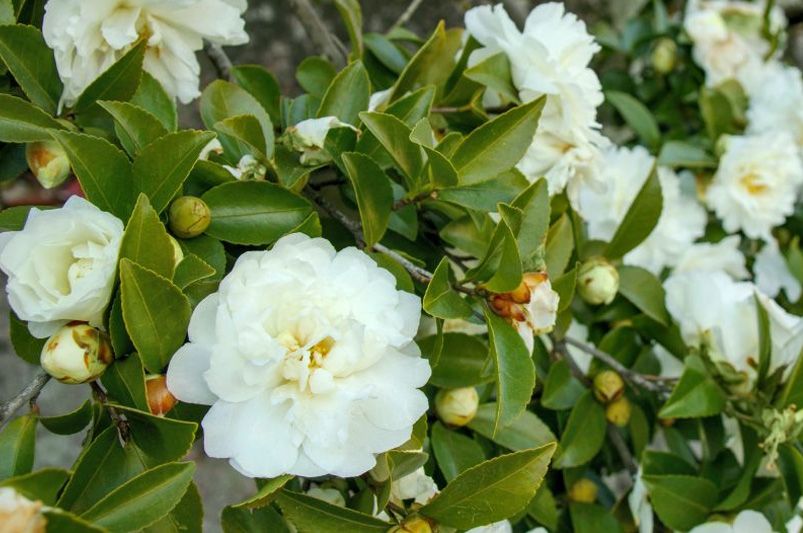 From Early Bloomers to Winter Wonders: Choosing the Perfect Camellia for Every Season - Shrubhub