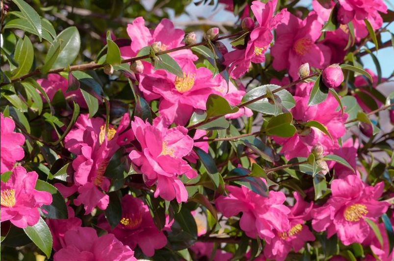 From Early Bloomers to Winter Wonders: Choosing the Perfect Camellia for Every Season - Shrubhub